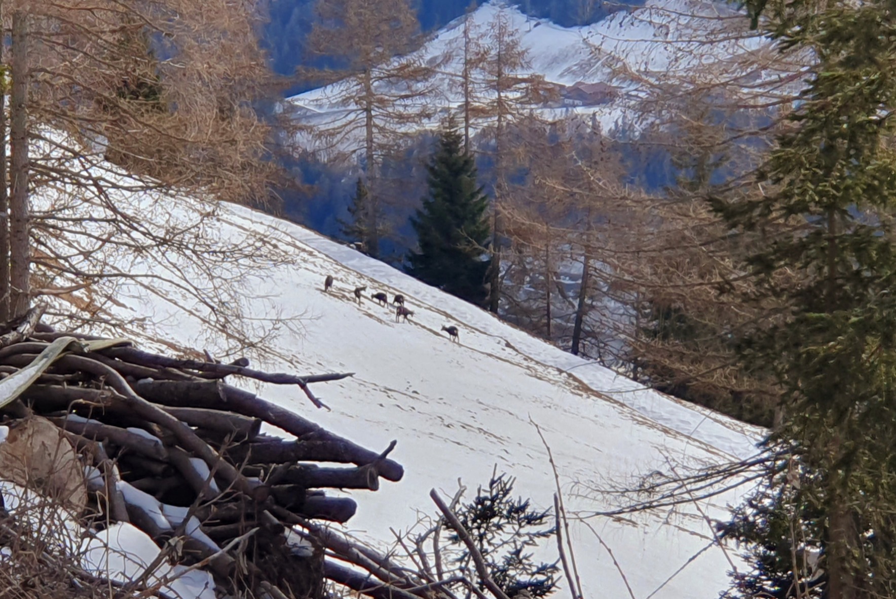 Winterlandschaft mit Rehe - Hotel Krause