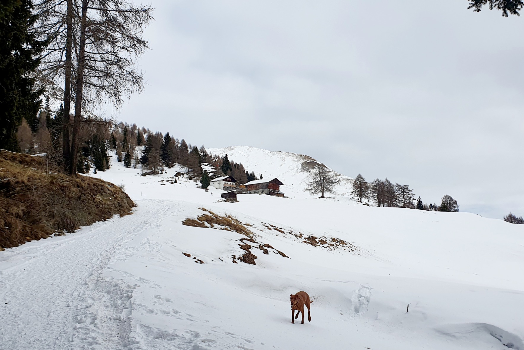 Egger Gruber Alm in Winter mit Hund - Hotel Krause