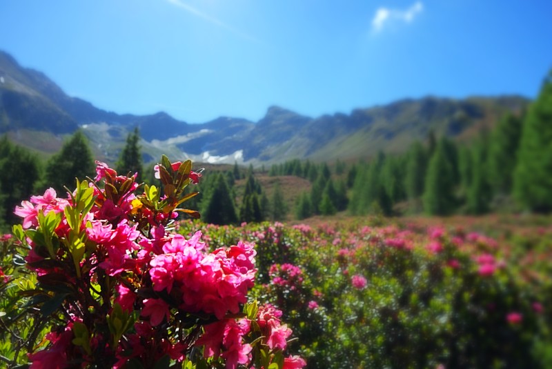 Alpenrosenwanderung am Hirzer