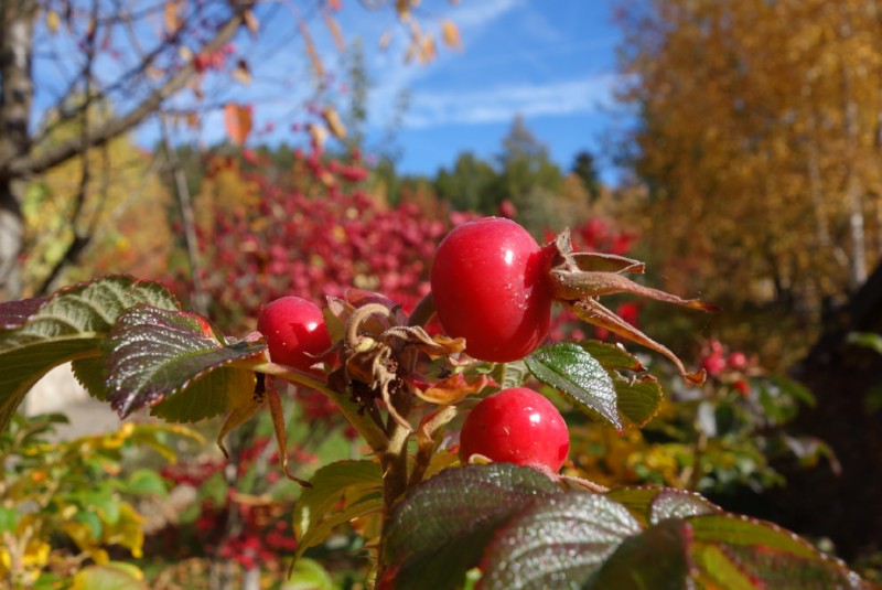 Lanzenschuster Herbst