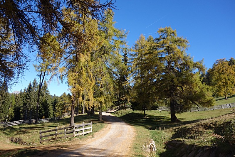 Lanzenschuster Herbst